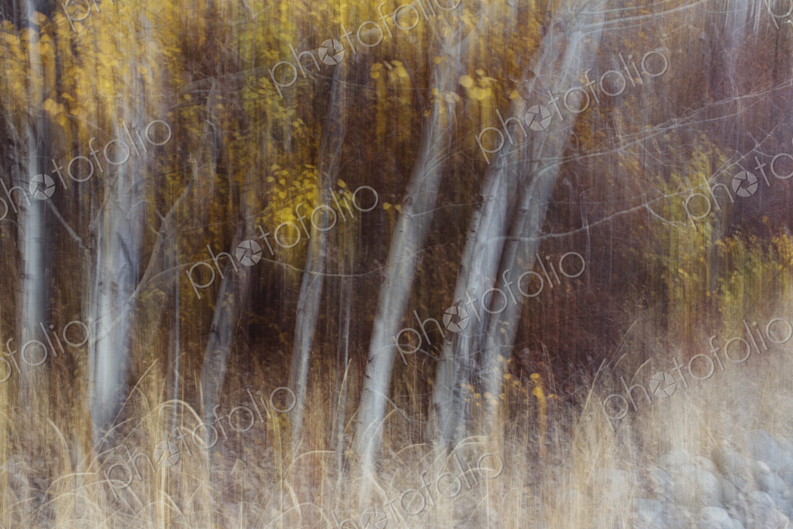 Blurred motion, a forest of aspen trees in autumn, straight white tree trunks, abstract.