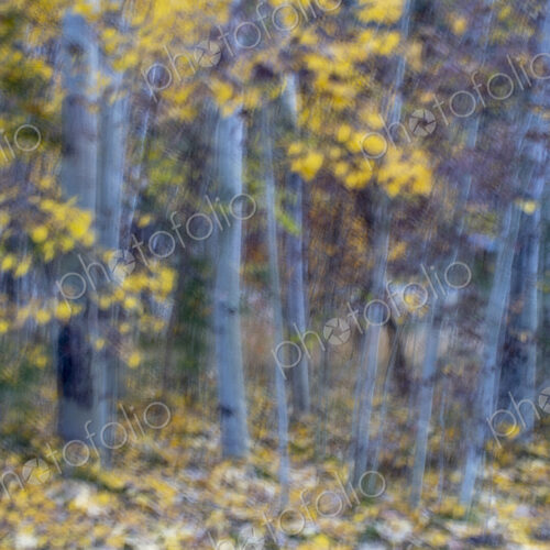 Blurred motion, a forest of aspen trees in autumn, straight white tree trunks, abstract. Blurred motion, a forest of aspen trees in autumn, straight white tree trunks, abstract.