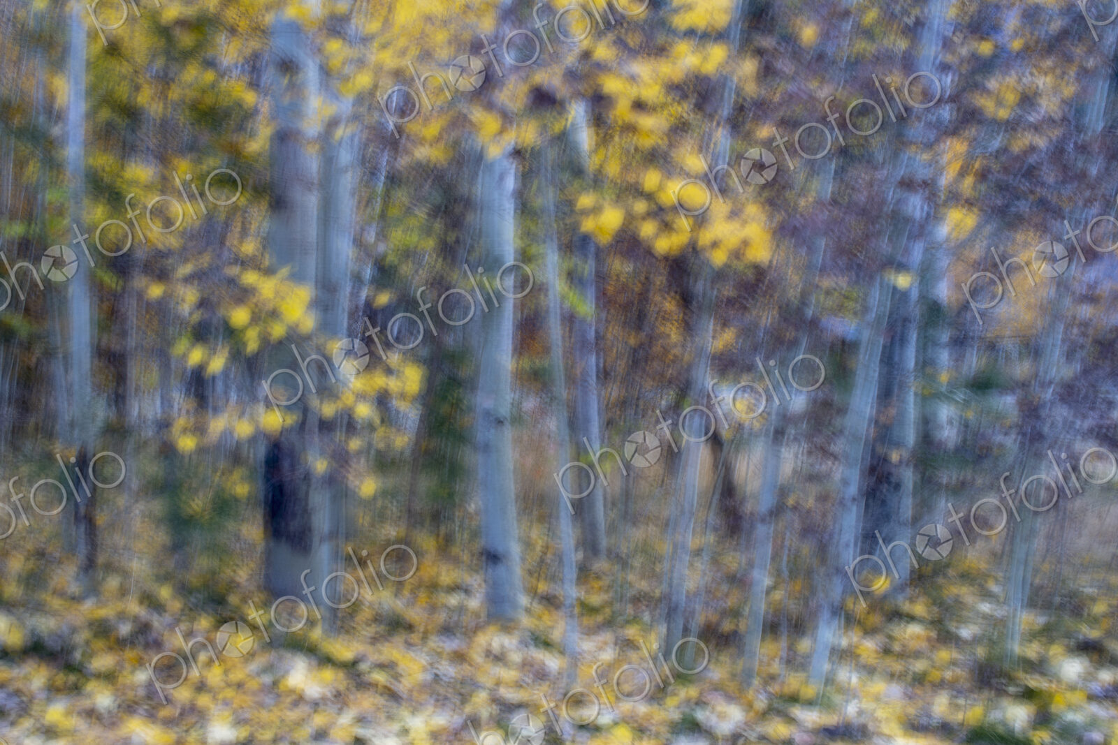 Blurred motion, a forest of aspen trees in autumn, straight white tree trunks, abstract.
