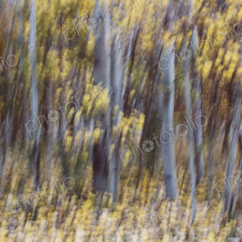 Blurred motion, a forest of aspen trees in autumn, straight white tree trunks, abstract.