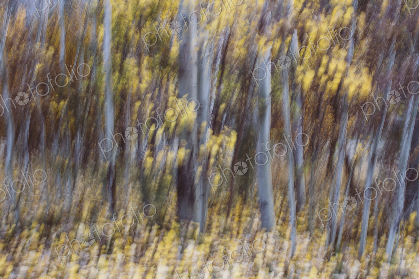 Blurred motion, a forest of aspen trees in autumn, straight white tree trunks, abstract.