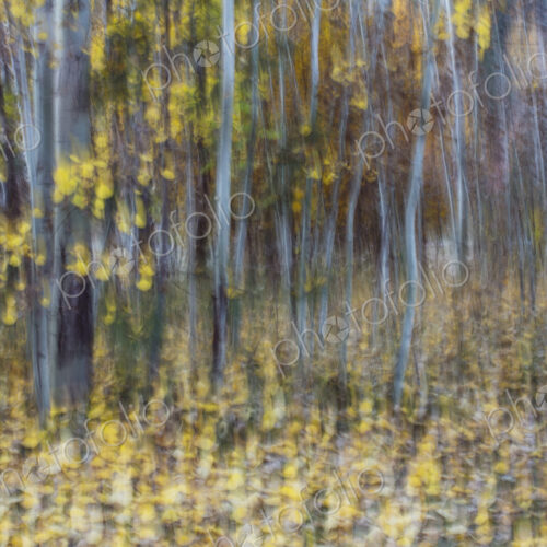 Blurred motion, a forest of aspen trees in autumn, straight white tree trunks, abstract.