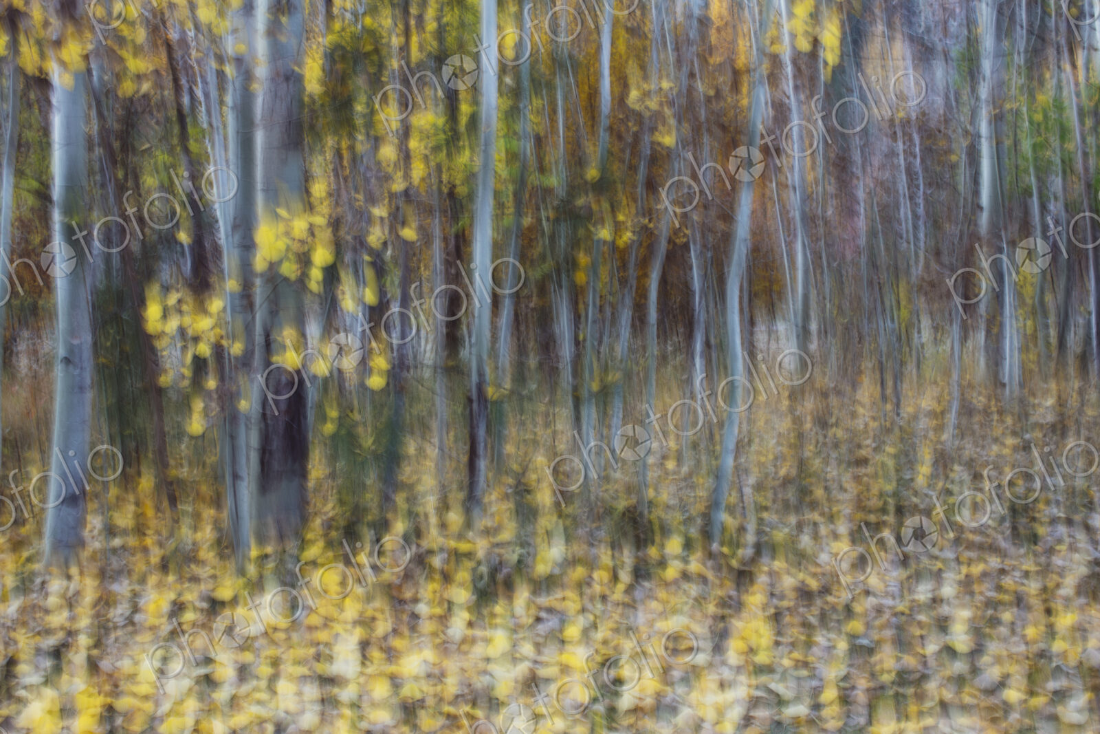 Blurred motion, a forest of aspen trees in autumn, straight white tree trunks, abstract.