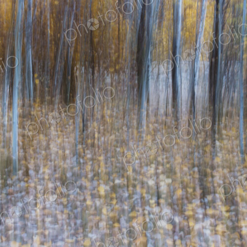 Blurred motion, a forest of aspen trees in autumn, straight white tree trunks, abstract.