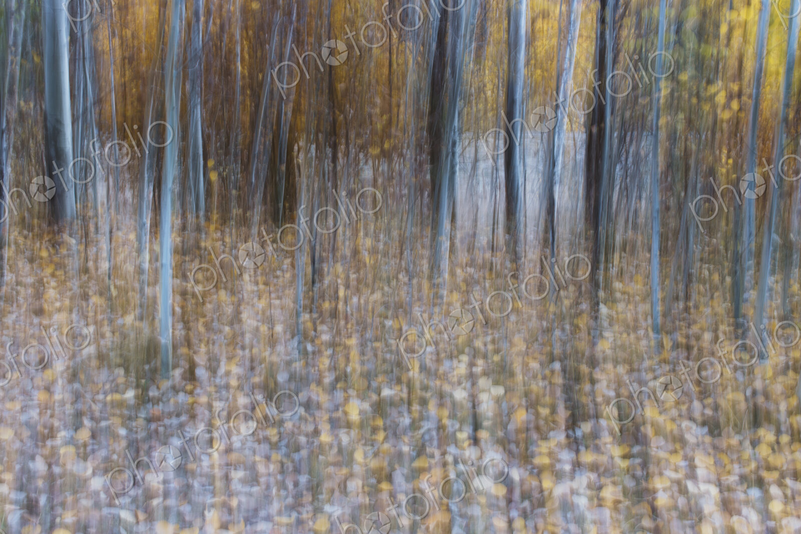 Blurred motion, a forest of aspen trees in autumn, straight white tree trunks, abstract.