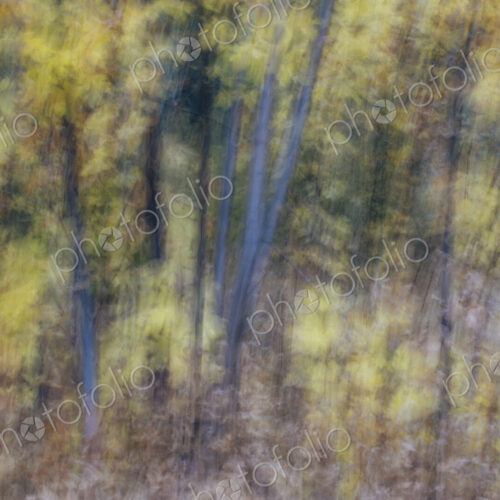 Blurred motion, a forest of aspen trees in autumn, straight white tree trunks, abstract. Blurred motion, a forest of aspen trees in autumn, straight white tree trunks, abstract.