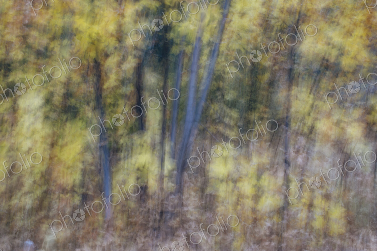Blurred motion, a forest of aspen trees in autumn, straight white tree trunks, abstract.
