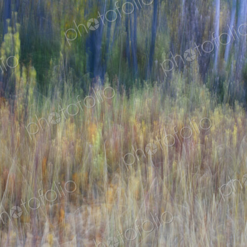 Blurred motion, a forest of aspen trees in autumn, straight white tree trunks, abstract. Blurred motion, a forest of aspen trees in autumn, straight white tree trunks, abstract.