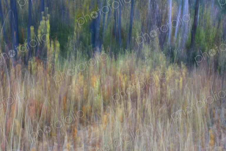 Blurred motion, a forest of aspen trees in autumn, straight white tree trunks, abstract.
