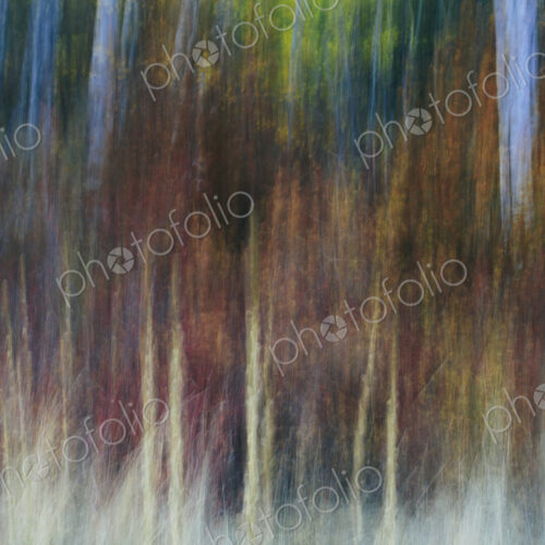 Blurred motion, a forest of aspen trees in autumn, straight white tree trunks, abstract. Blurred motion, a forest of aspen trees in autumn, straight white tree trunks, abstract.