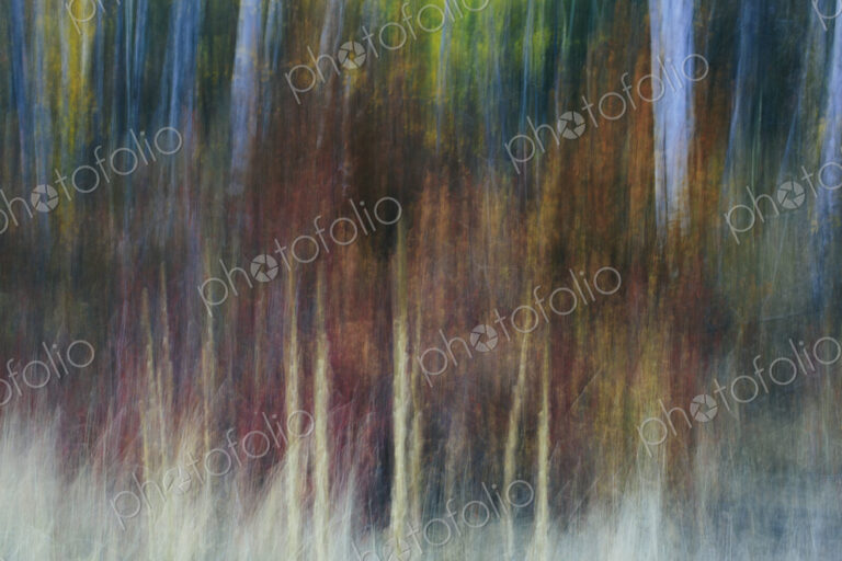 Blurred motion, a forest of aspen trees in autumn, straight white tree trunks, abstract.