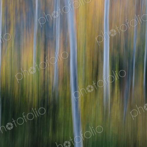 Blurred motion, a forest of aspen trees in autumn, straight white tree trunks, abstract. Blurred motion, a forest of aspen trees in autumn, straight white tree trunks, abstract.