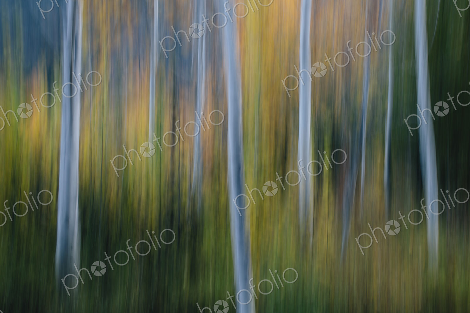 Blurred motion, a forest of aspen trees in autumn, straight white tree trunks, abstract.