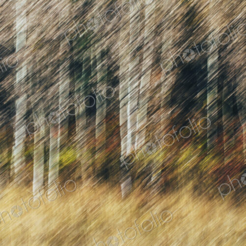 Blurred motion, a forest of aspen trees in autumn, straight white tree trunks, abstract. Blurred motion, a forest of aspen trees in autumn, straight white tree trunks, abstract.