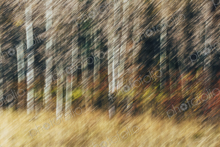 Blurred motion, a forest of aspen trees in autumn, straight white tree trunks, abstract.