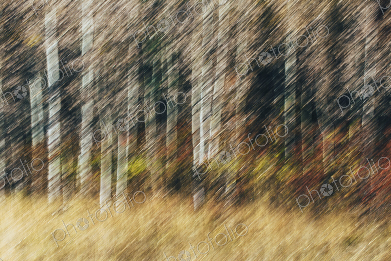 Blurred motion, a forest of aspen trees in autumn, straight white tree trunks, abstract.