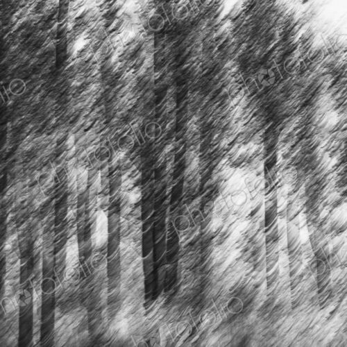 Blurred motion, a forest of aspen trees in autumn, straight white tree trunks, abstract. Blurred motion, a forest of aspen trees in autumn, straight white tree trunks, abstract.