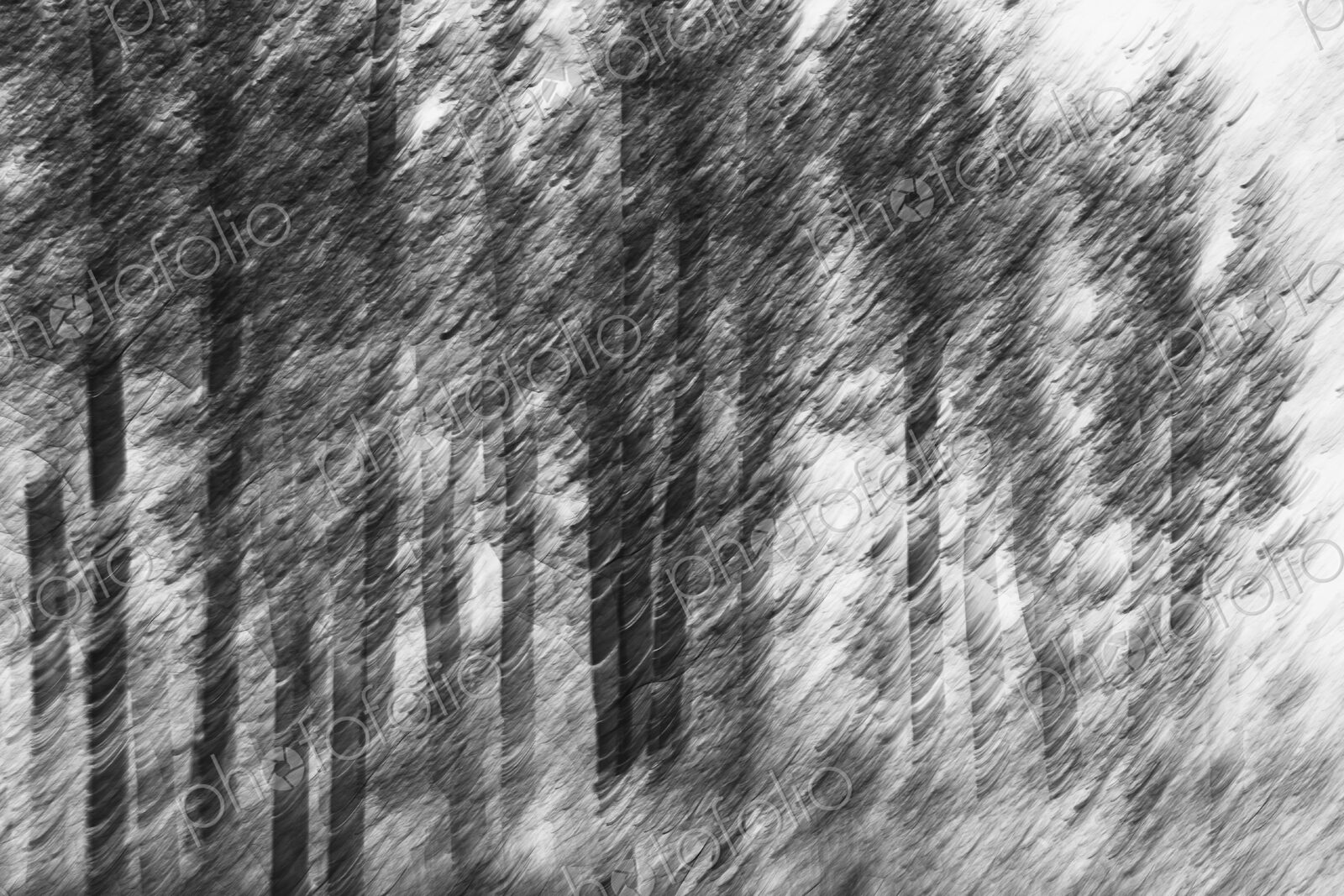 Blurred motion, a forest of aspen trees in autumn, straight white tree trunks, abstract.