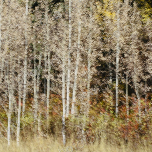 Blurred motion, a forest of aspen trees in autumn, straight white tree trunks, abstract. Blurred motion, a forest of aspen trees in autumn, straight white tree trunks, abstract.