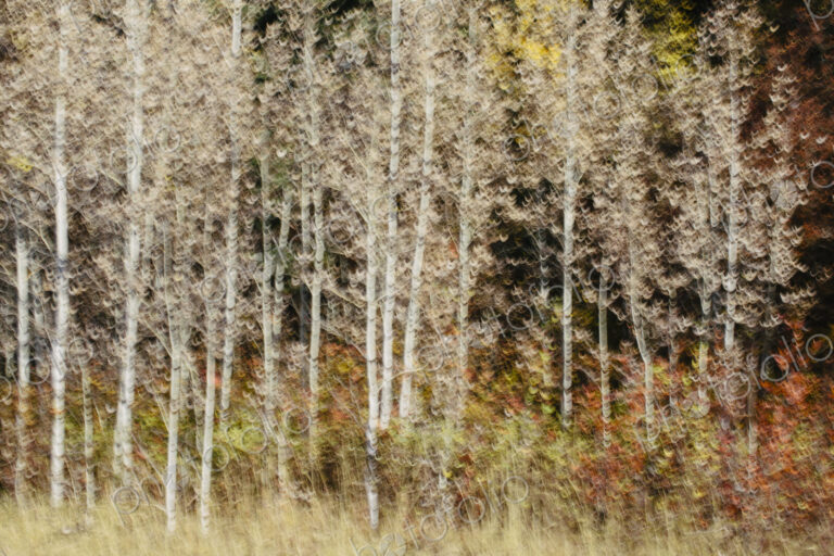 Blurred motion, a forest of aspen trees in autumn, straight white tree trunks, abstract.