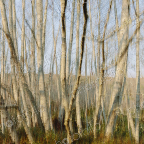 Blurred motion abstract of alder forest at dusk Blurred motion abstract of alder forest at dusk