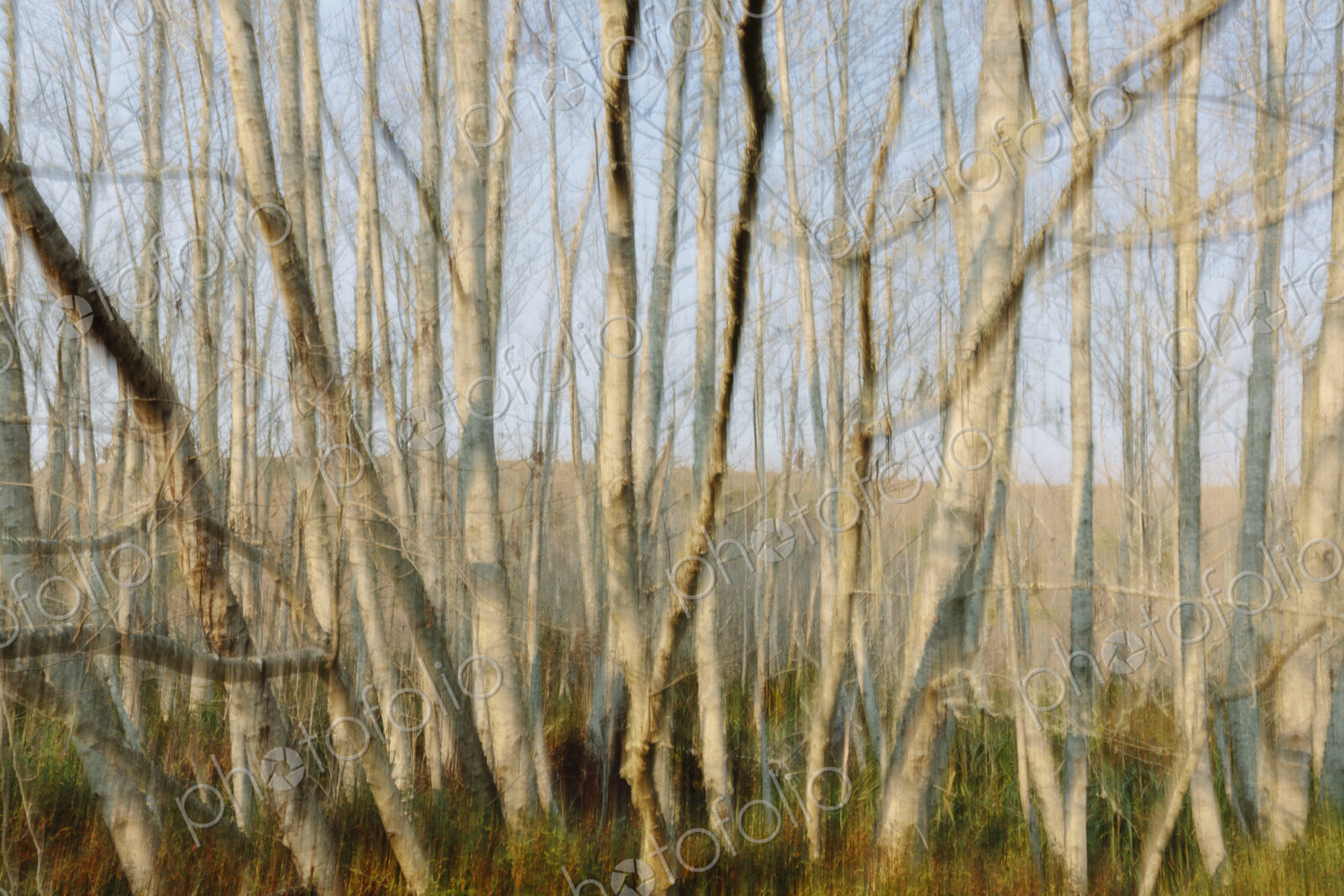 Blurred motion abstract of alder forest at dusk
