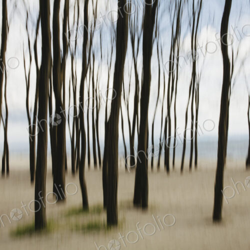 Blurred motion abstract of elm trees with beach and ocean in distance Blurred motion abstract of elm trees with beach and ocean in distance