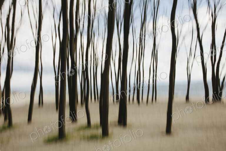 Blurred motion abstract of elm trees with beach and ocean in distance