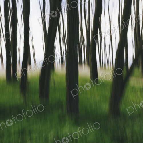 Blurred motion abstract of elm trees with thin straight trunks near the beach and… Blurred motion abstract of elm trees with thin straight trunks near the beach and…