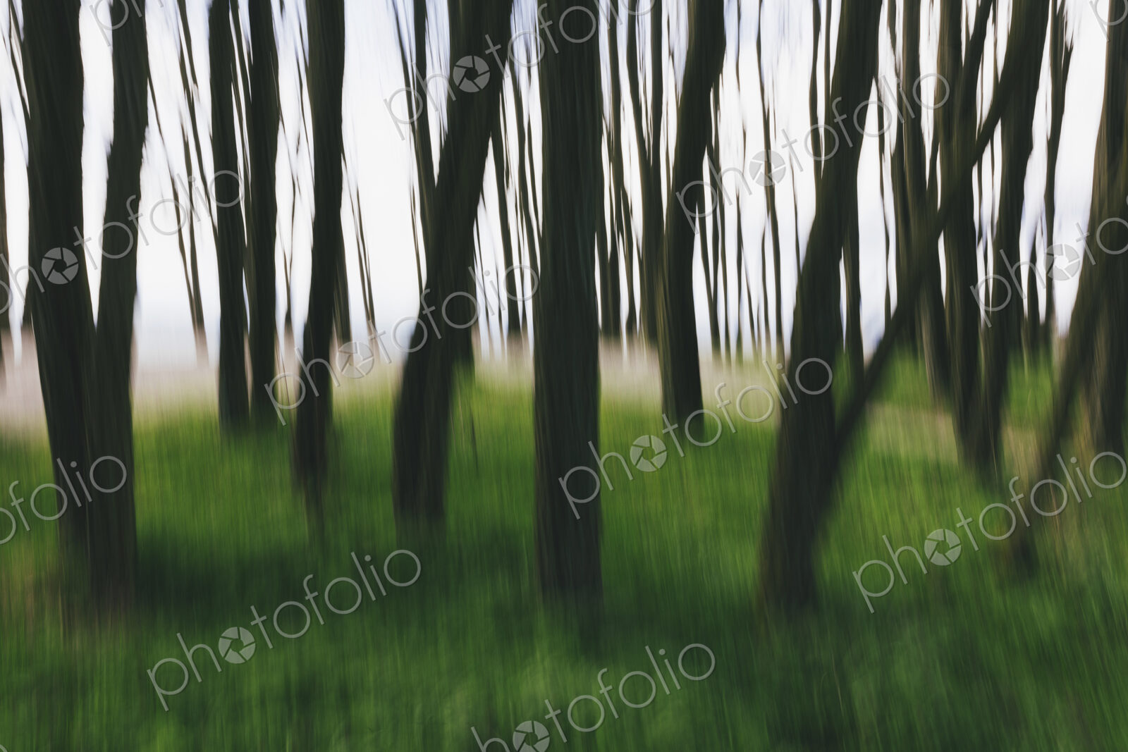 Blurred motion abstract of elm trees with thin straight trunks near the beach and…