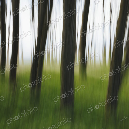Blurred motion abstract of elm trees with thin straight trunks near the beach and… Blurred motion abstract of elm trees with thin straight trunks near the beach and…