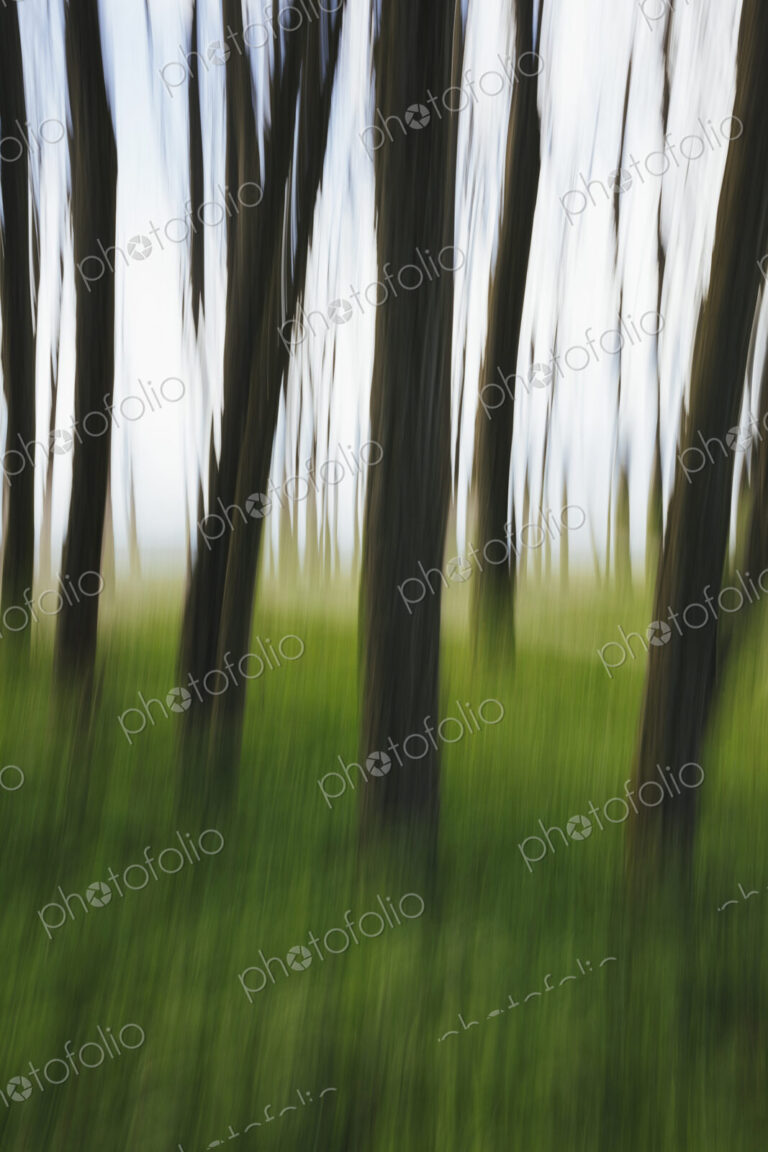 Blurred motion abstract of elm trees with thin straight trunks near the beach and…