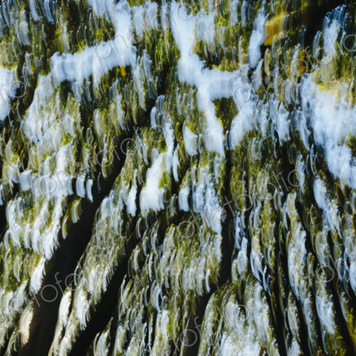 Blurred motion abstract of forest canopy Blurred motion abstract of forest canopy