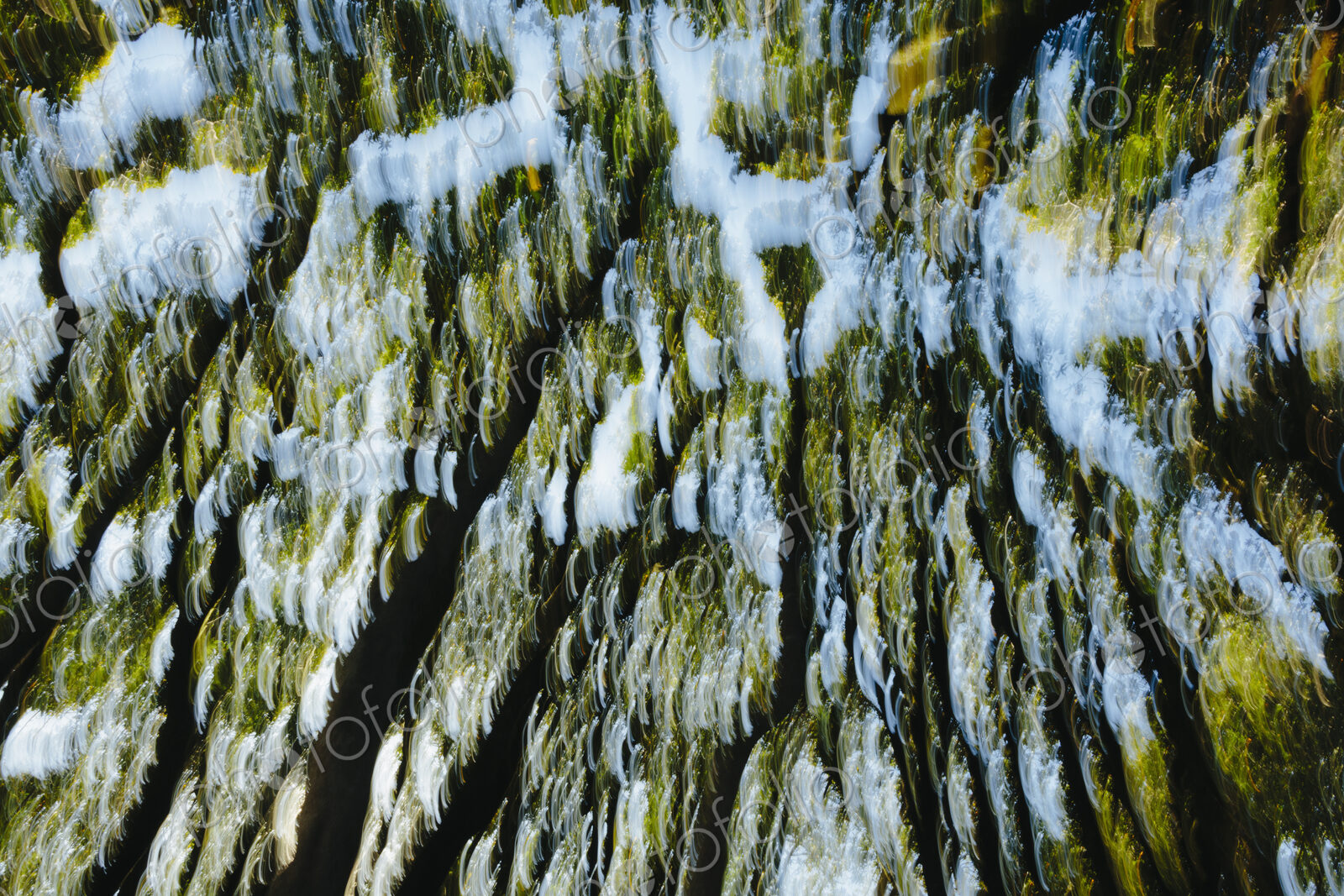Blurred motion abstract of forest canopy