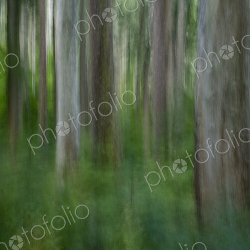 Blurred motion forest abstract, Mt. Adams Wilderness, along the Pacific Crest Trail,…