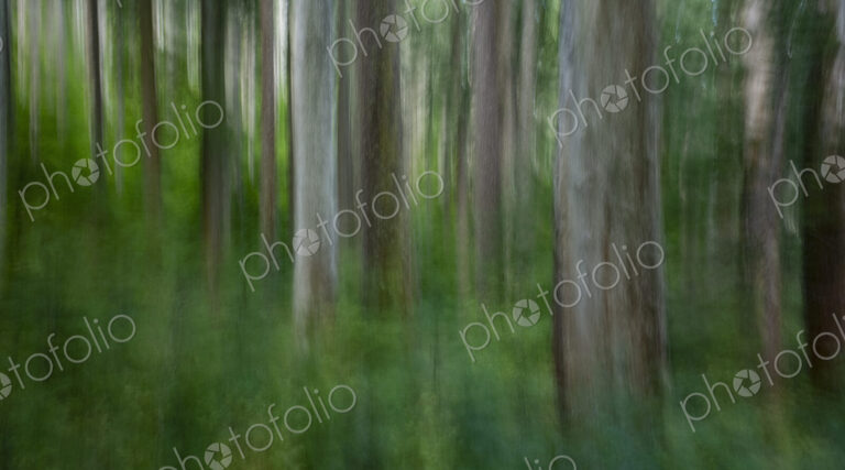 Blurred motion forest abstract, Mt. Adams Wilderness, along the Pacific Crest Trail,…