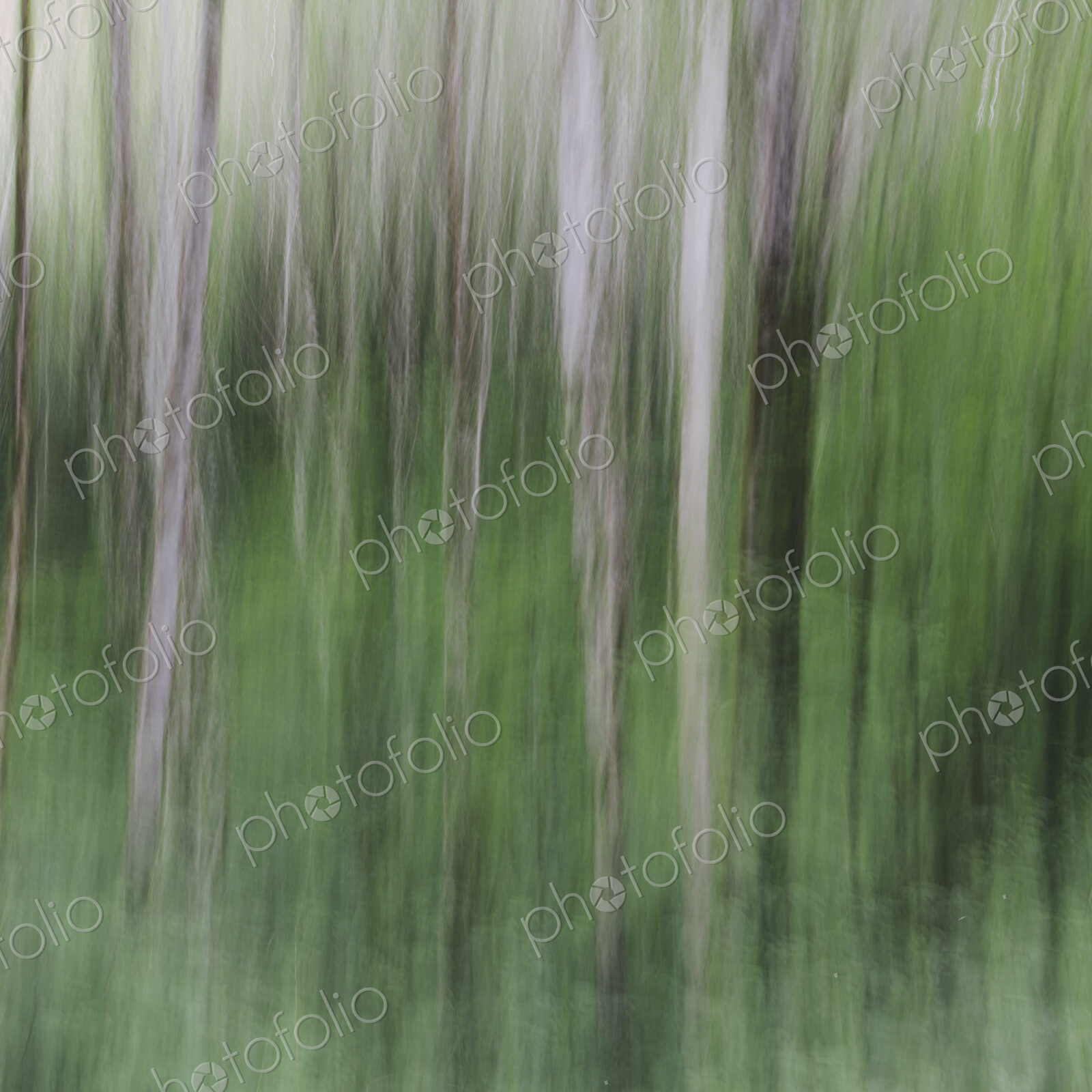 Blurred motion. A forest of Alder trees in Olympic National Park