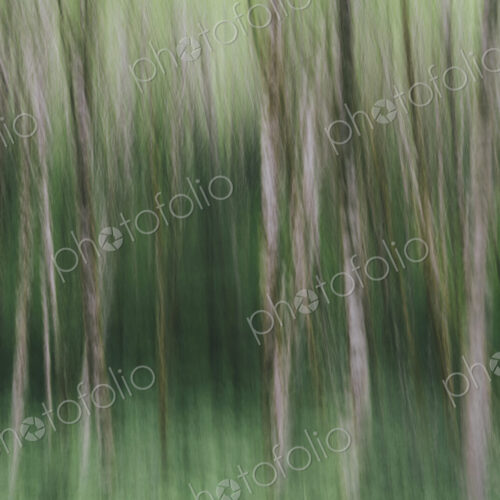 Blurred motion. A forest of Alder trees in Olympic National Park Blurred motion. A forest of Alder trees in Olympic National Park