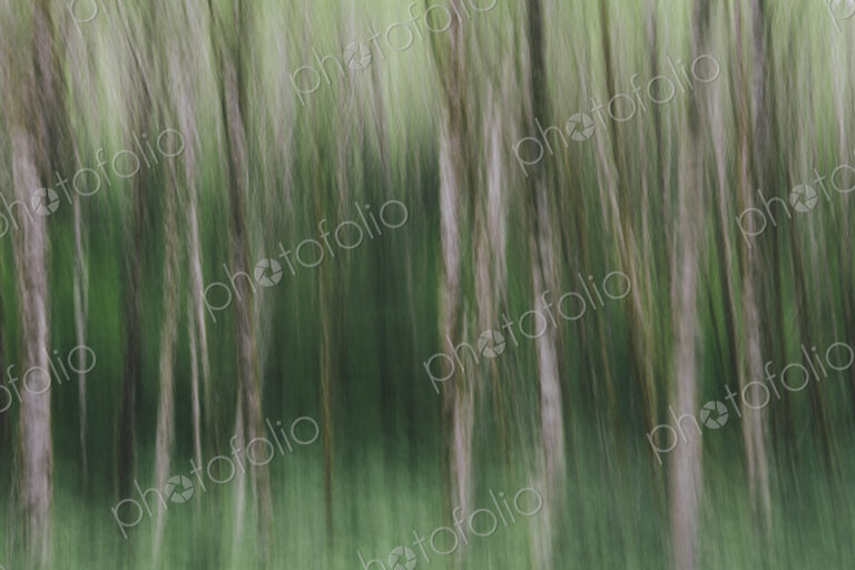 Blurred motion. A forest of Alder trees in Olympic National Park