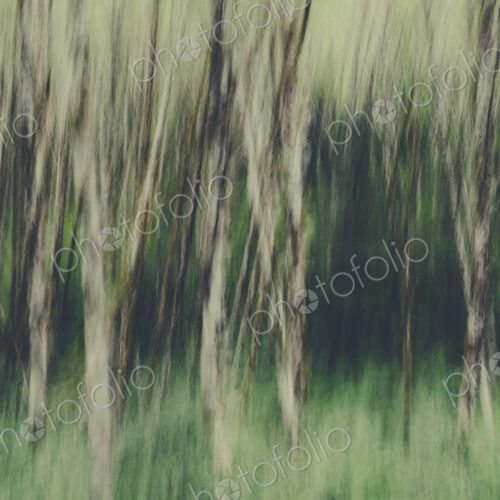 Blurred motion. A forest of Alder trees in Olympic National Park Blurred motion. A forest of Alder trees in Olympic National Park