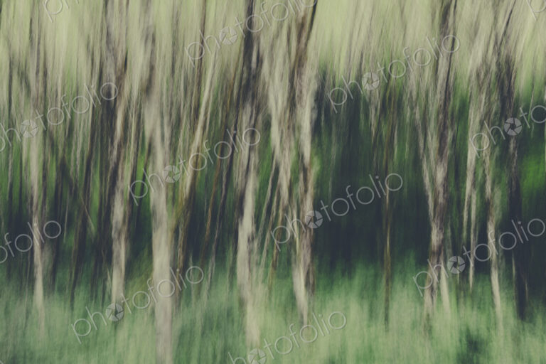 Blurred motion. A forest of Alder trees in Olympic National Park