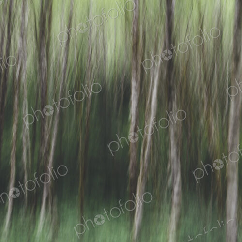 Blurred motion. A forest of Alder trees in Olympic National Park Blurred motion. A forest of Alder trees in Olympic National Park