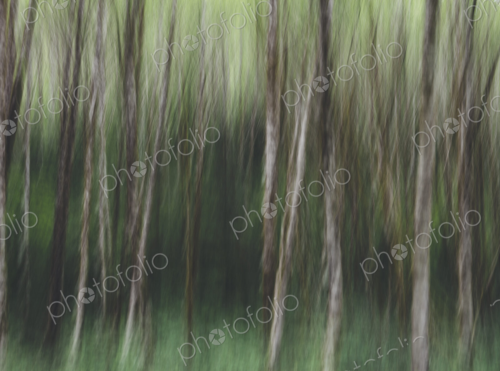 Blurred motion. A forest of Alder trees in Olympic National Park