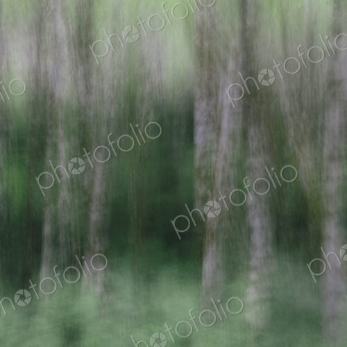 Blurred motion. A forest of Alder trees in Olympic National Park Blurred motion. A forest of Alder trees in Olympic National Park