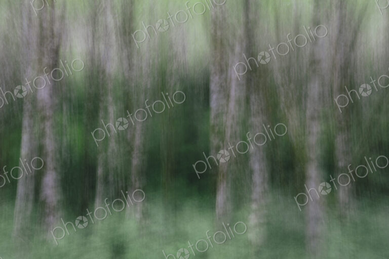 Blurred motion. A forest of Alder trees in Olympic National Park