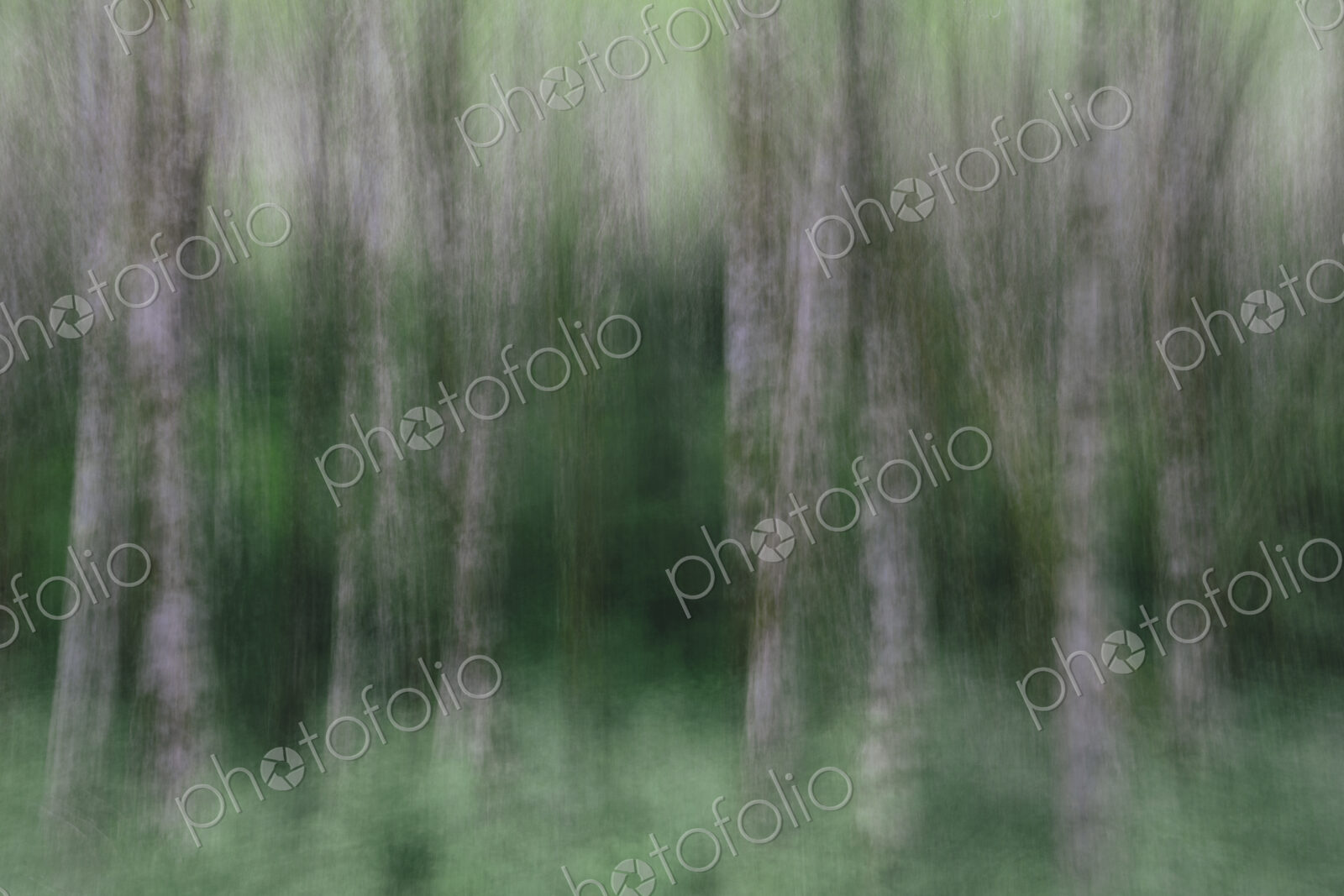Blurred motion. A forest of Alder trees in Olympic National Park