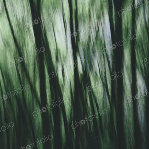 Blurred motion. A forest of Alder trees in Olympic National Park Blurred motion. A forest of Alder trees in Olympic National Park