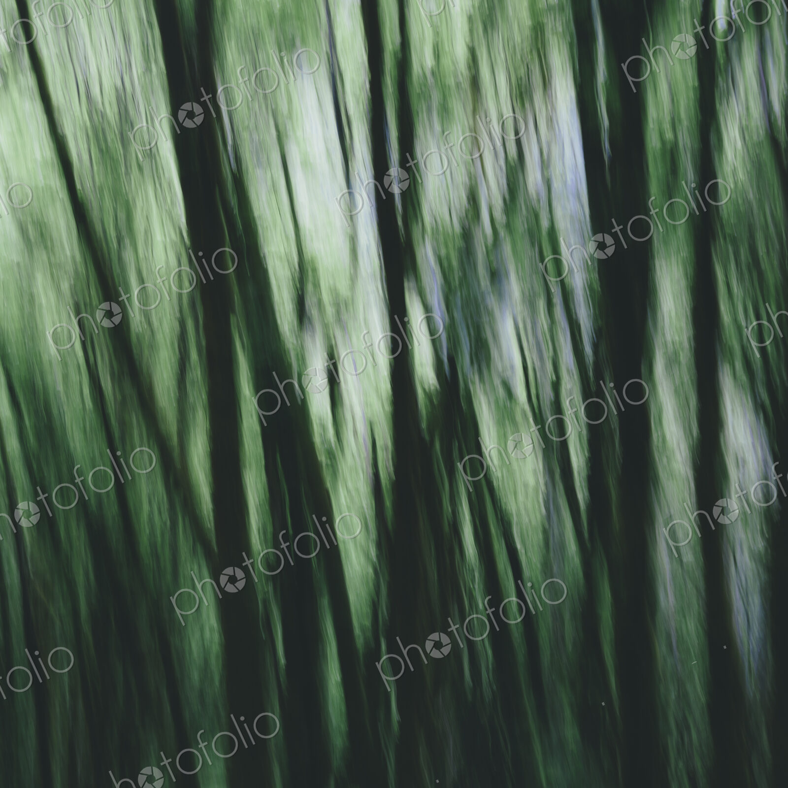 Blurred motion. A forest of Alder trees in Olympic National Park