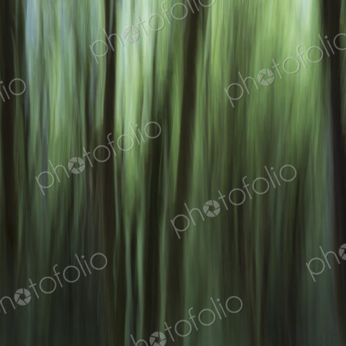 Blurred motion. A forest of Alder trees in Olympic National Park Blurred motion. A forest of Alder trees in Olympic National Park