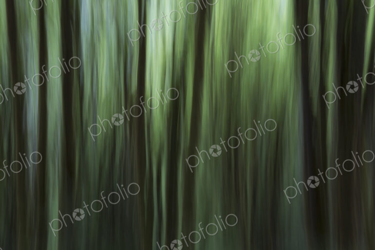 Blurred motion. A forest of Alder trees in Olympic National Park